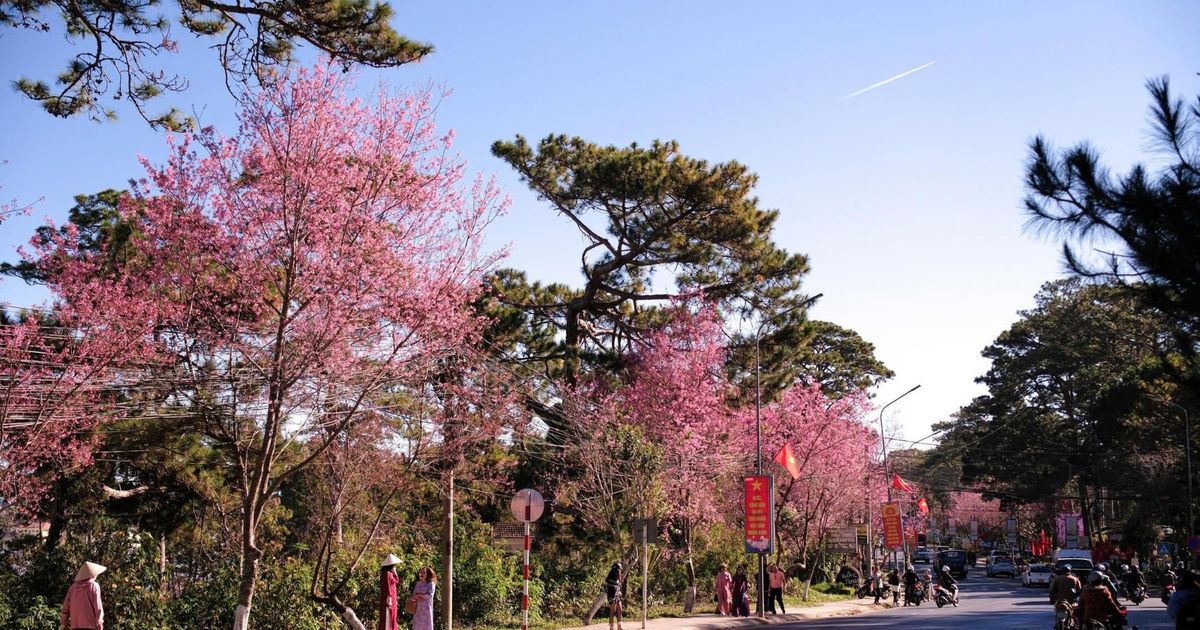 Đà Lạt mùa Tết: Khi phố núi chậm lại dưới tán mai anh đào