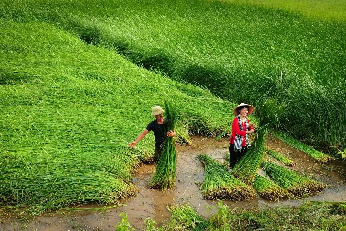 11-nguoi-dan-thu-hoach-coi-tren-canh-dong-anh-do-truong-anh-do-truong-1790942338. (Ảnh_ Đỗ Trường)